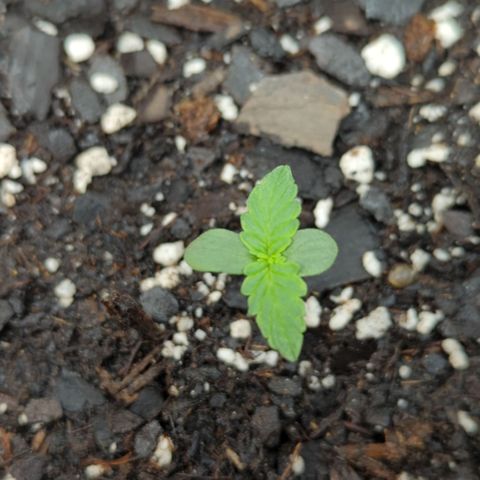 Epsilon F1 growlog timeline photo