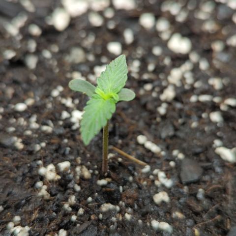 Apollo F1 growlog timeline photo