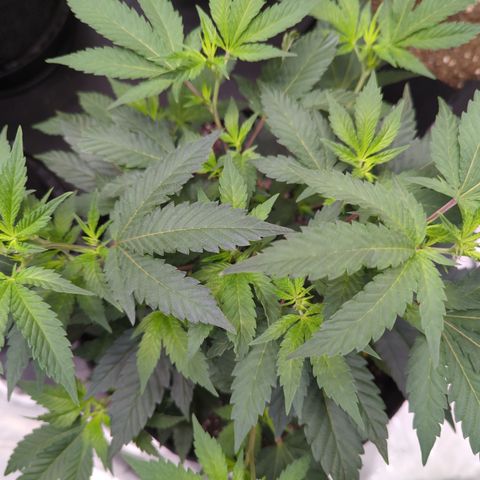  Chocolate Haze 3 - 2 growlog timeline photo