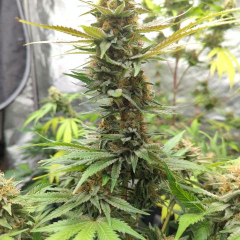 Chocolate Haze - 2 growlog timeline photo
