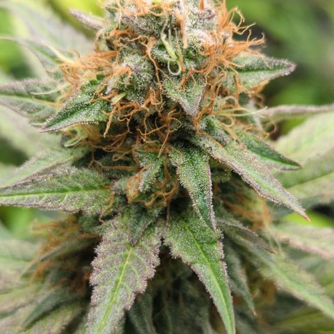 Chocolate Haze - 2 growlog timeline photo