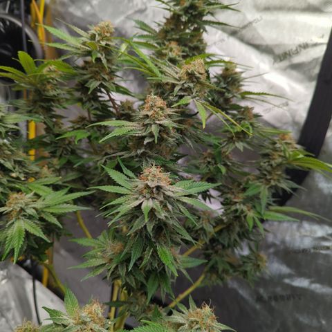 Chocolate Haze - 2 growlog timeline photo