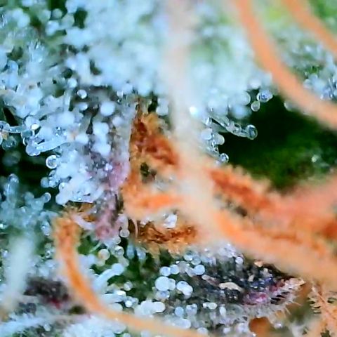 Chocolate Haze - 2 growlog timeline photo