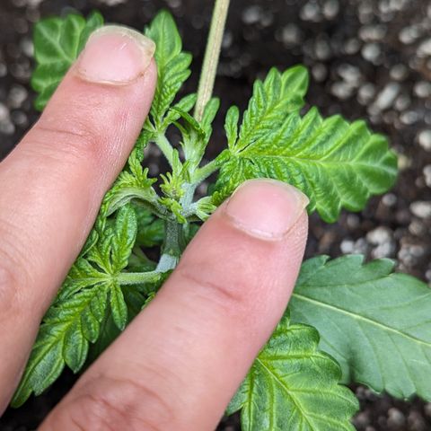 Honey Cream growlog photo: FIM'd 3rd and 4th node