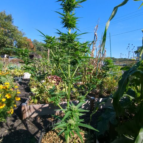 Easy Bud growlog timeline photo