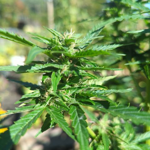 Easy Bud growlog timeline photo