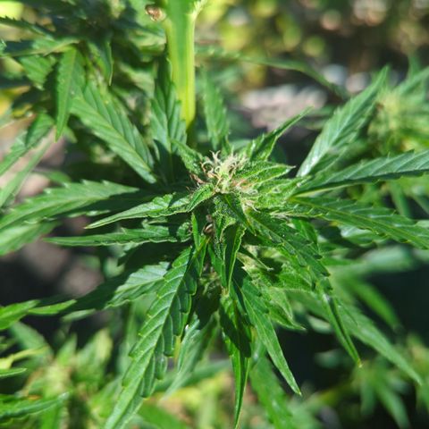 Easy Bud growlog timeline photo