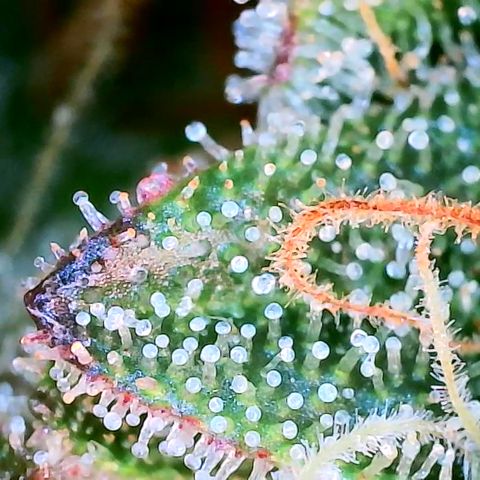 Chocolate Haze - 2 growlog timeline photo
