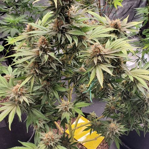 Chocolate Haze - 2 growlog timeline photo