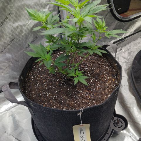 Chocolate Haze 3 - 3 growlog timeline photo