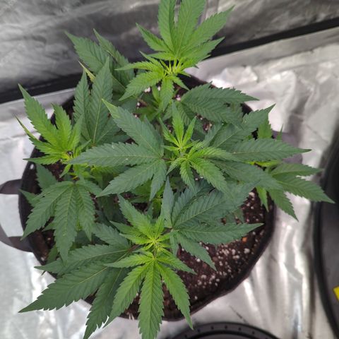 Chocolate Haze 3 - 3 growlog timeline photo