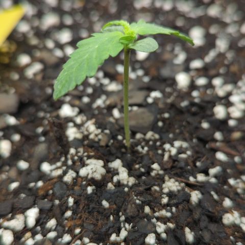 Epsilon F1 growlog timeline photo