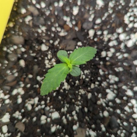 Epsilon F1 growlog timeline photo