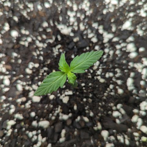 Apollo F1 growlog timeline photo