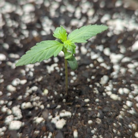 Apollo F1 growlog timeline photo