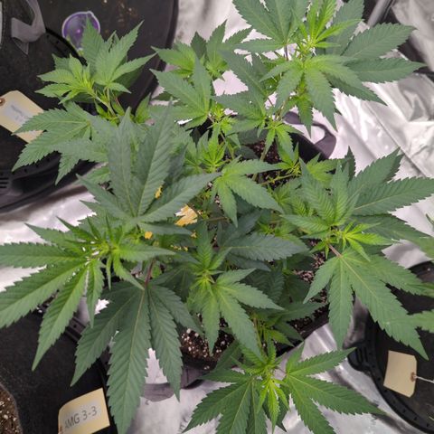  Chocolate Haze 3 - 2 growlog timeline photo