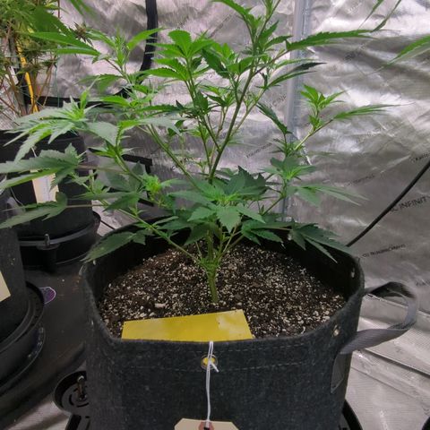  Chocolate Haze 3 - 2 growlog timeline photo
