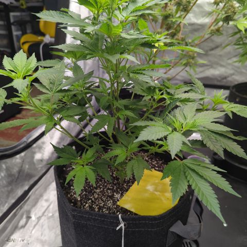 Chocolate Haze 3 - 1 growlog timeline photo