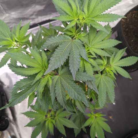 Chocolate Haze 3 - 1 growlog timeline photo