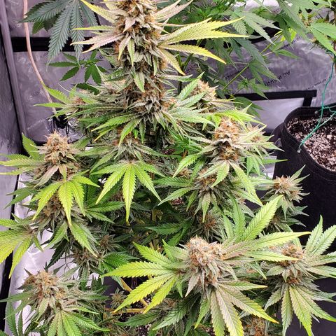 Chocolate Haze - 2 growlog timeline photo