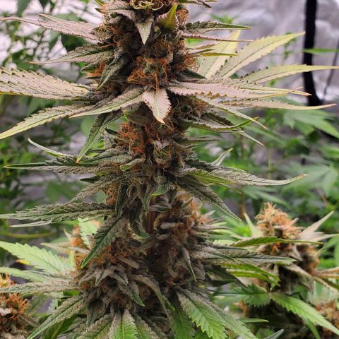 Chocolate Haze - 2 growlog timeline photo
