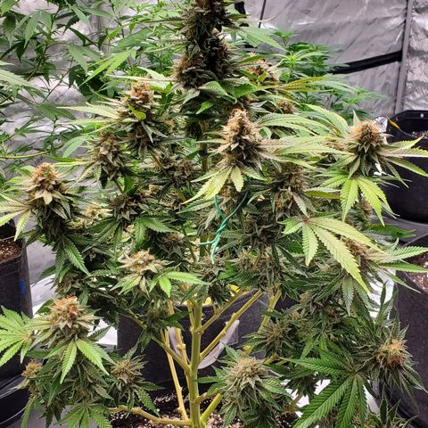 Chocolate Haze - 2 growlog timeline photo