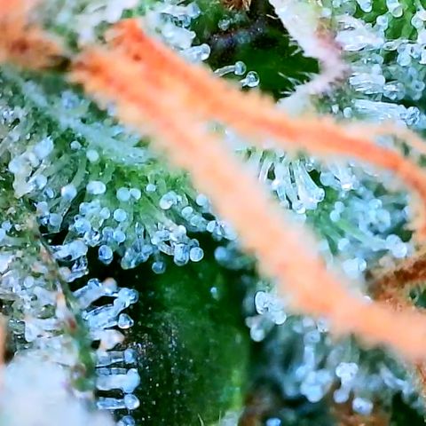 Chocolate Haze - 2 growlog timeline photo