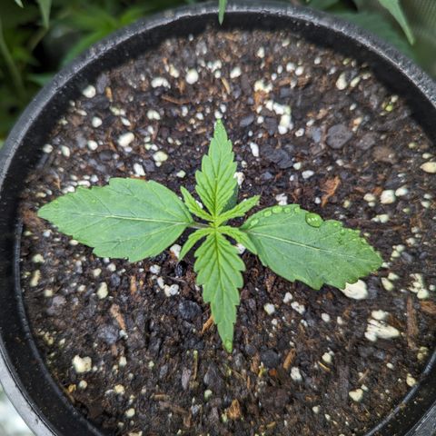 Special K growlog timeline photo
