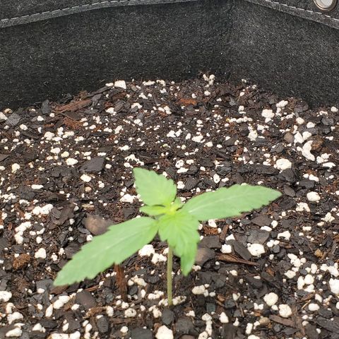 Epsilon F1 growlog timeline photo