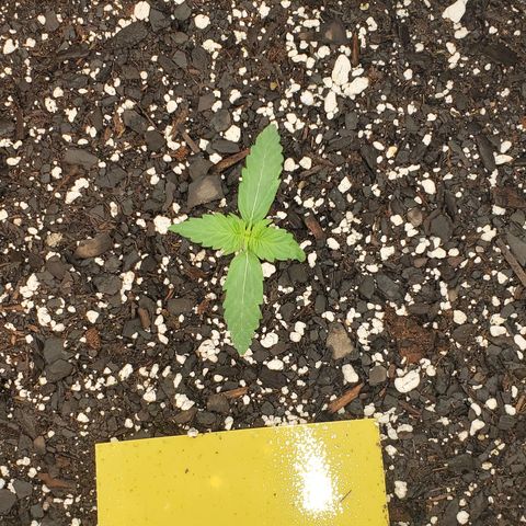 Epsilon F1 growlog timeline photo