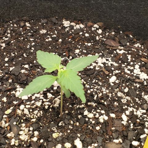 Apollo F1 growlog timeline photo