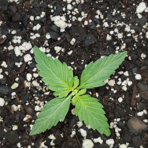 Apollo F1 growlog timeline photo