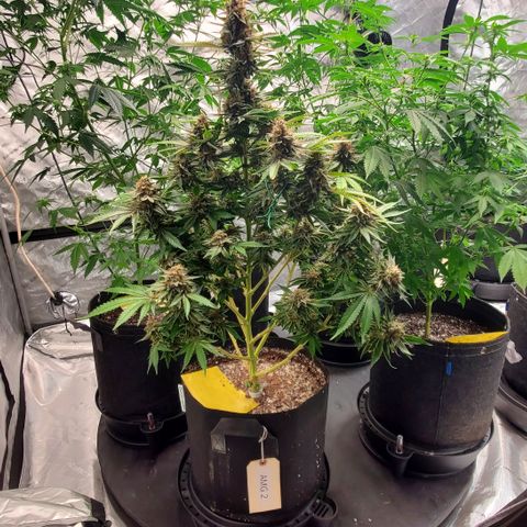 Chocolate Haze - 2 growlog timeline photo