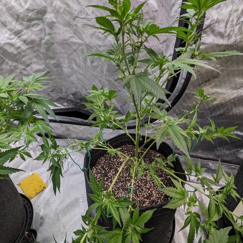 Chocolate Haze 3 - 1 growlog timeline photo
