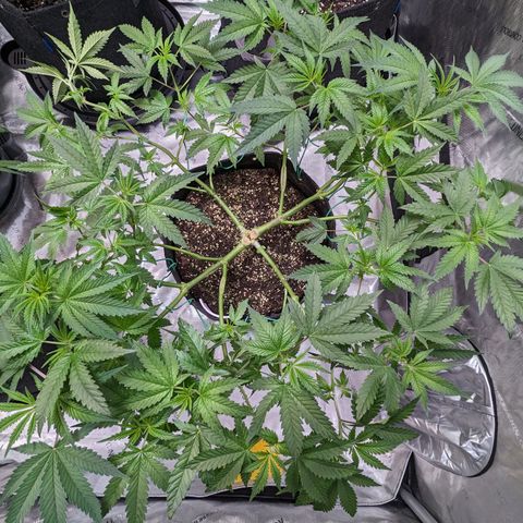 Pineapple Kush growlog timeline photo