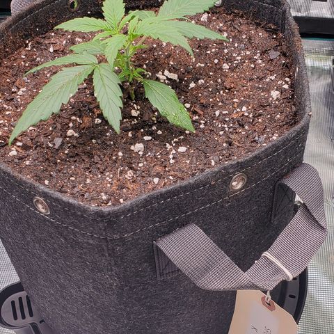 Special K growlog timeline photo