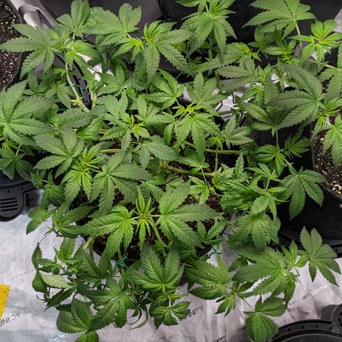Honey Cream growlog timeline photo