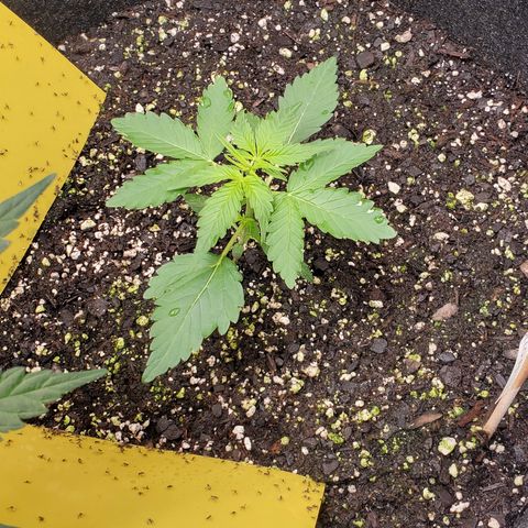 Apollo F1 growlog timeline photo