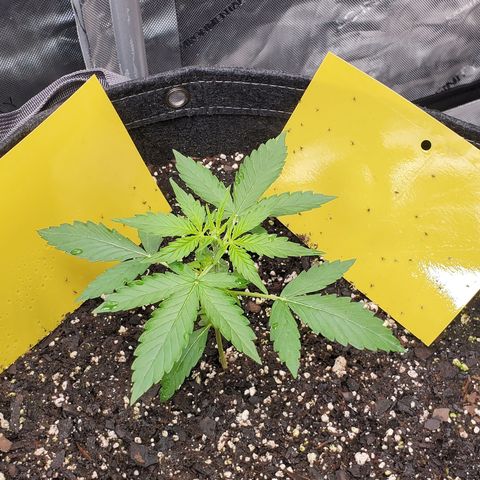 Epsilon F1 growlog timeline photo