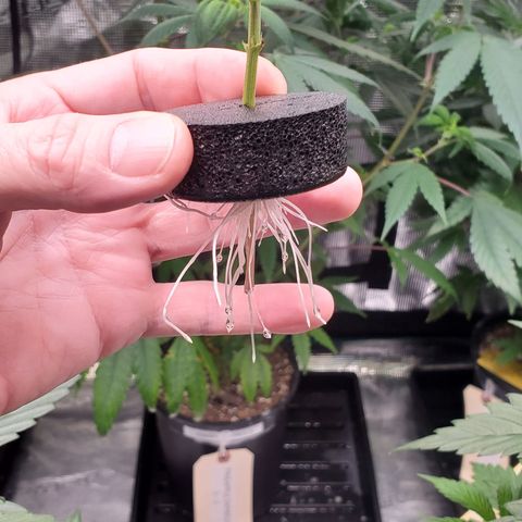 Honey Cream 1 - 2 growlog photo