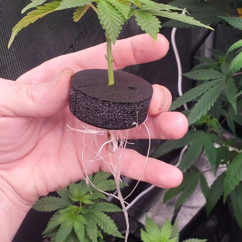 Honey Cream 1 - 2 growlog photo