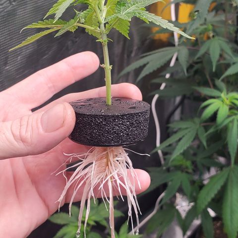 Honey Cream 1 - 3 growlog timeline photo
