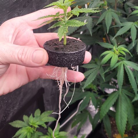 Honey Cream 1 - 4R growlog timeline photo