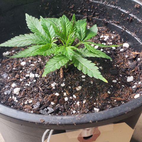 Honey Cream 1 - 2 growlog photo