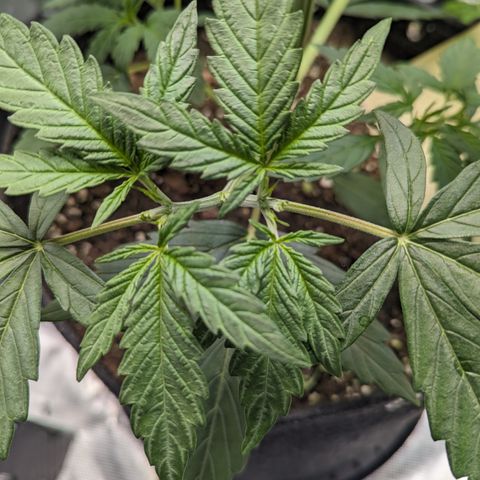 Special K growlog timeline photo