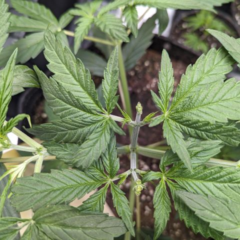 Special K growlog timeline photo