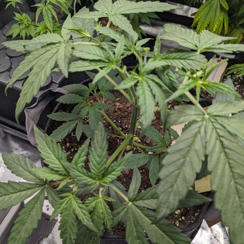Special K growlog timeline photo