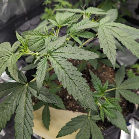 Special K growlog timeline photo