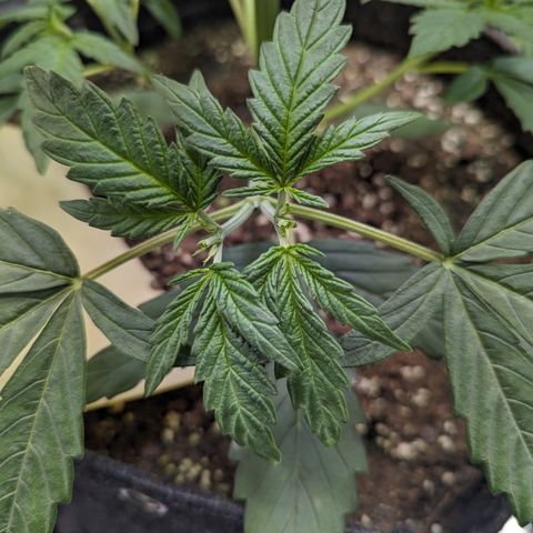 Special K growlog timeline photo