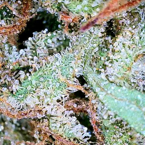 Chocolate Haze - 2 growlog timeline photo